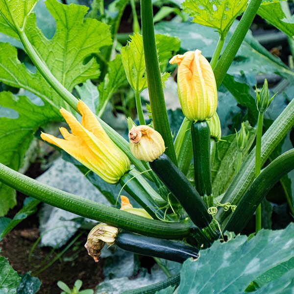 zuchinni