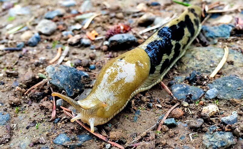 banana slug