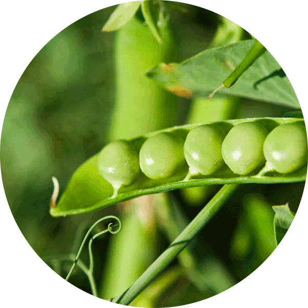 peas