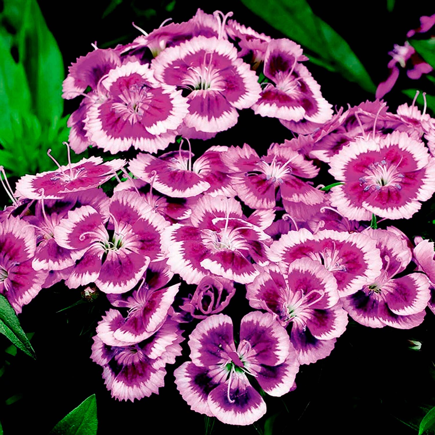 dianthus