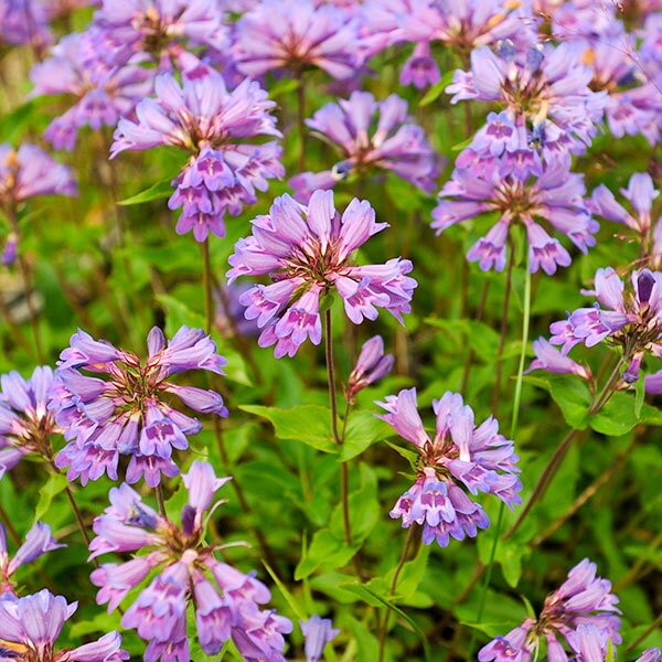 cascade penstemon