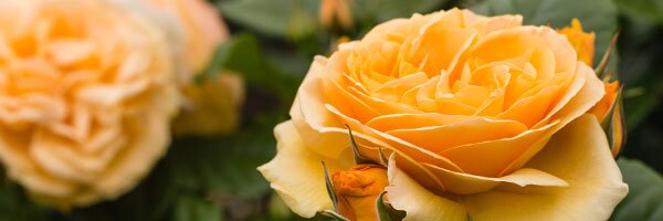 hybird tea roses