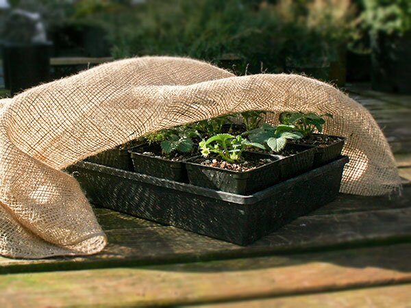 burlap