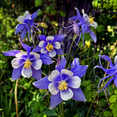 COLUMBINE