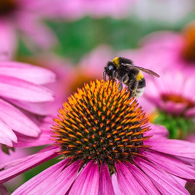 echinacea