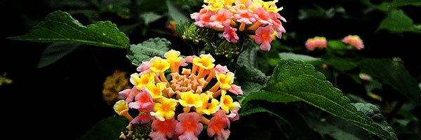 drought tolerant