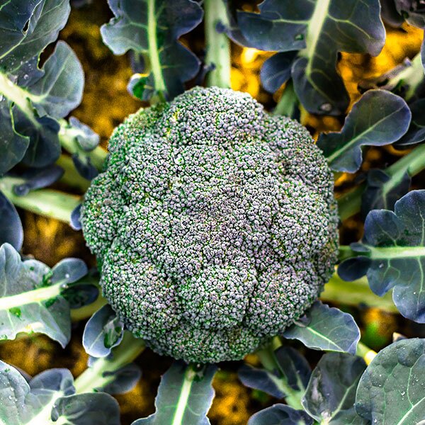 Broccoli head in the garden