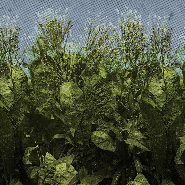 bolted lettuce