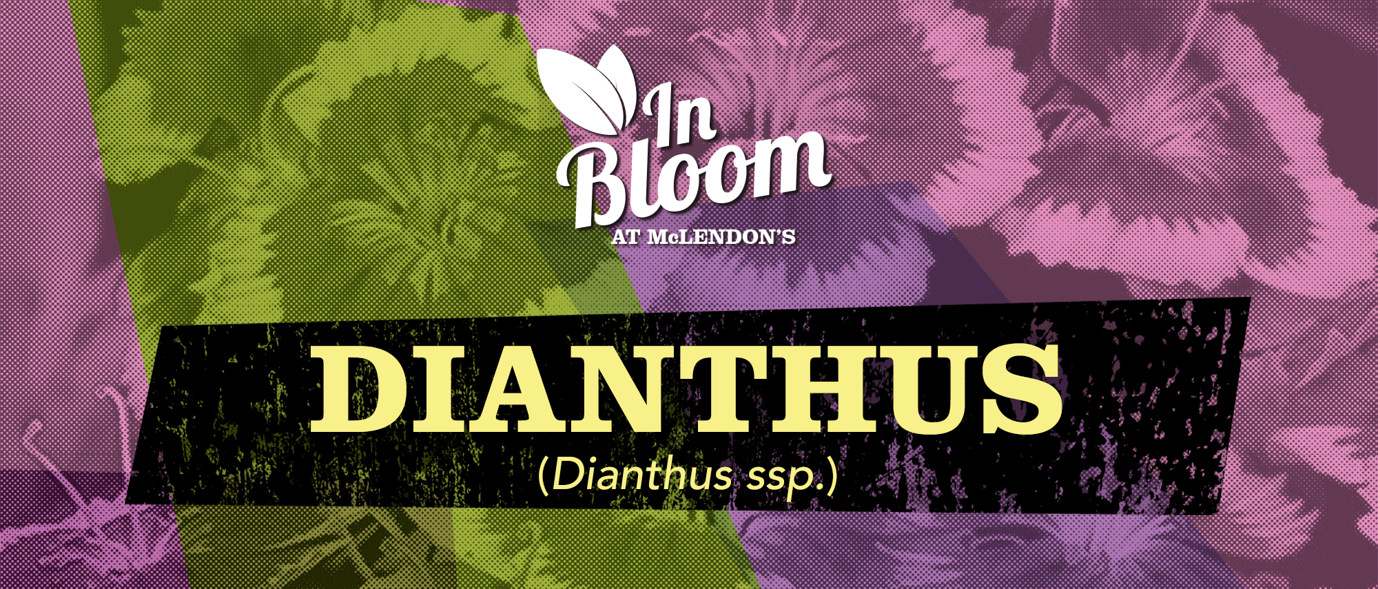dianthus hero