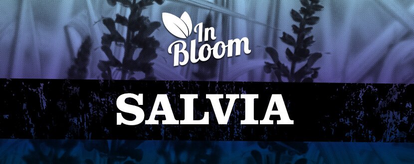 salvia hero
