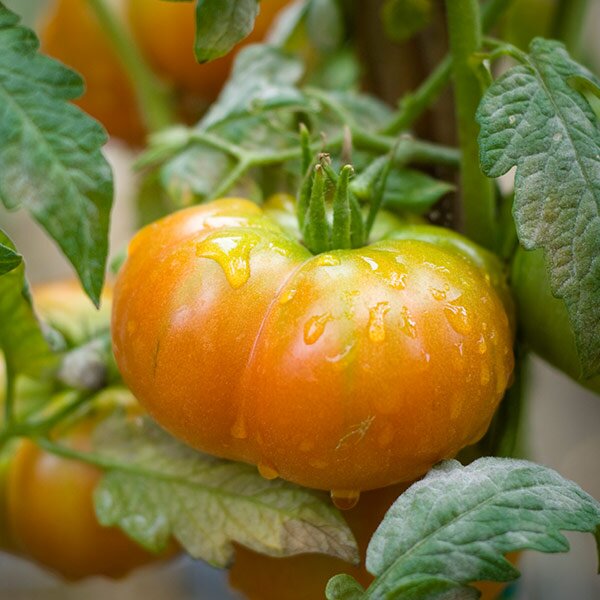 tomato