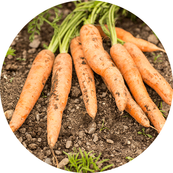 carrots