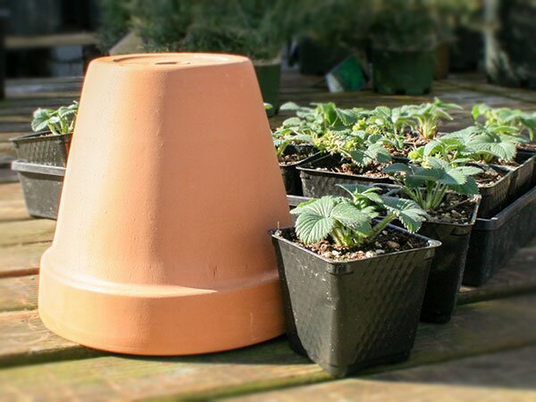 terracotta