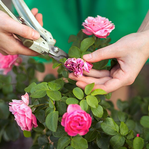 deaheading roses