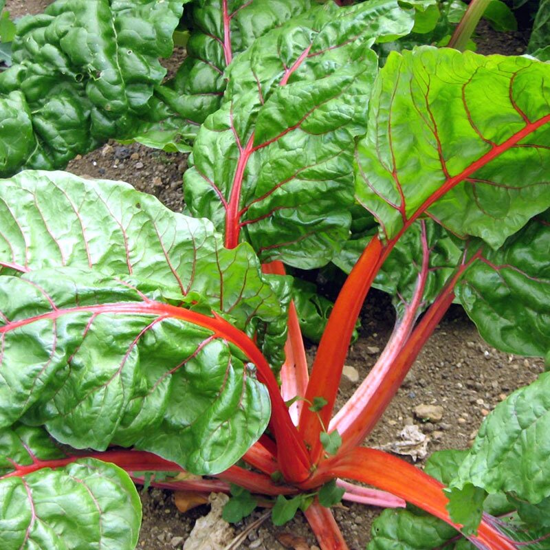 rhubarb