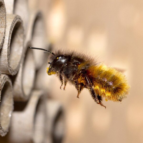 Mason Bees