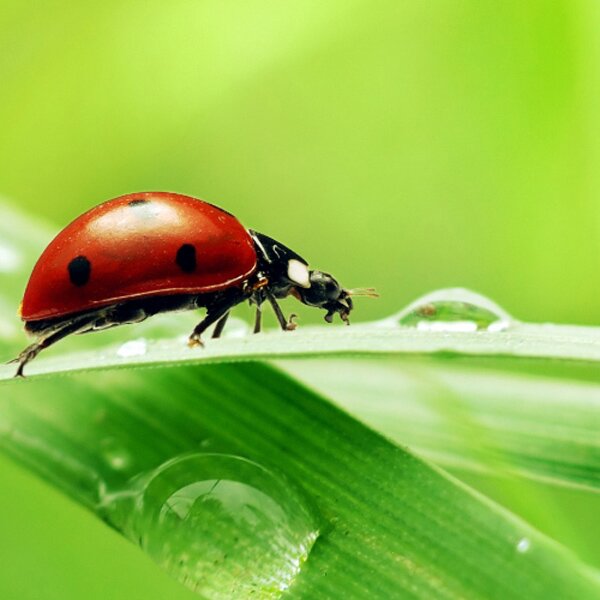 Beneficial Insects