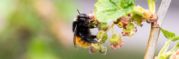 pollinators