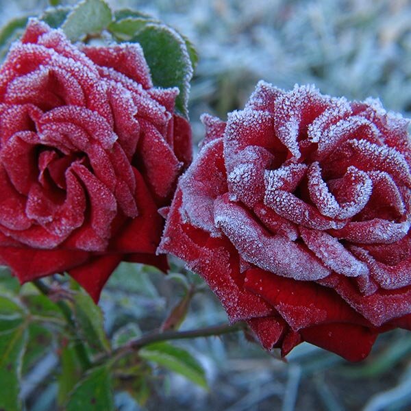 rose care