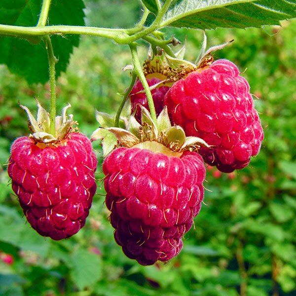 Four raspberries hanging from stems