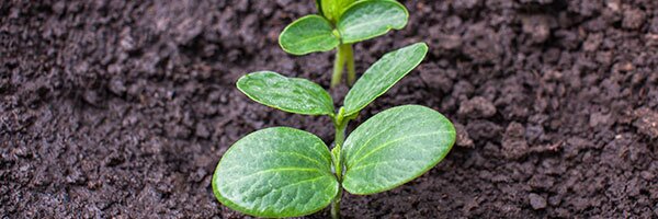 summer crops from seed