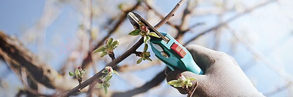 prune in winter