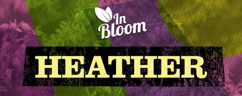 heather in bloom