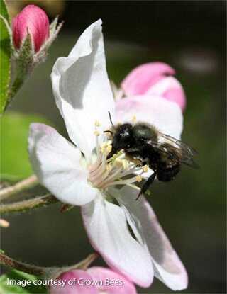Bees 1