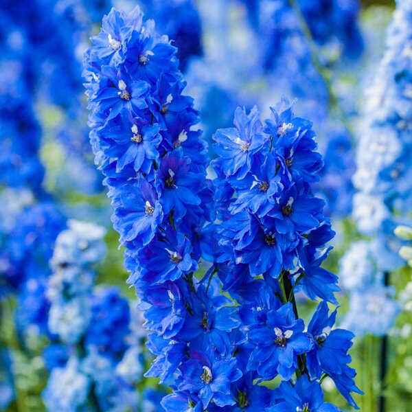 delphinium
