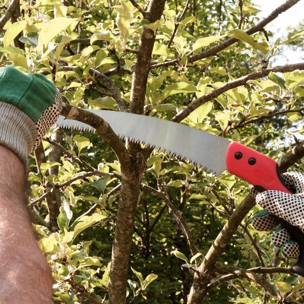 pruning