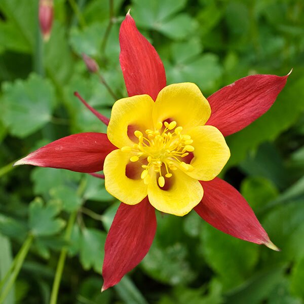 western columbine