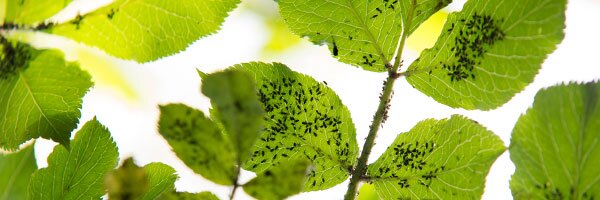 reading aphids