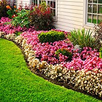 A beautiful, manicure garden bed.