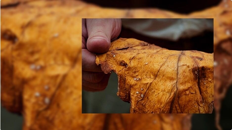 What are tobacco leaves and their origins? 