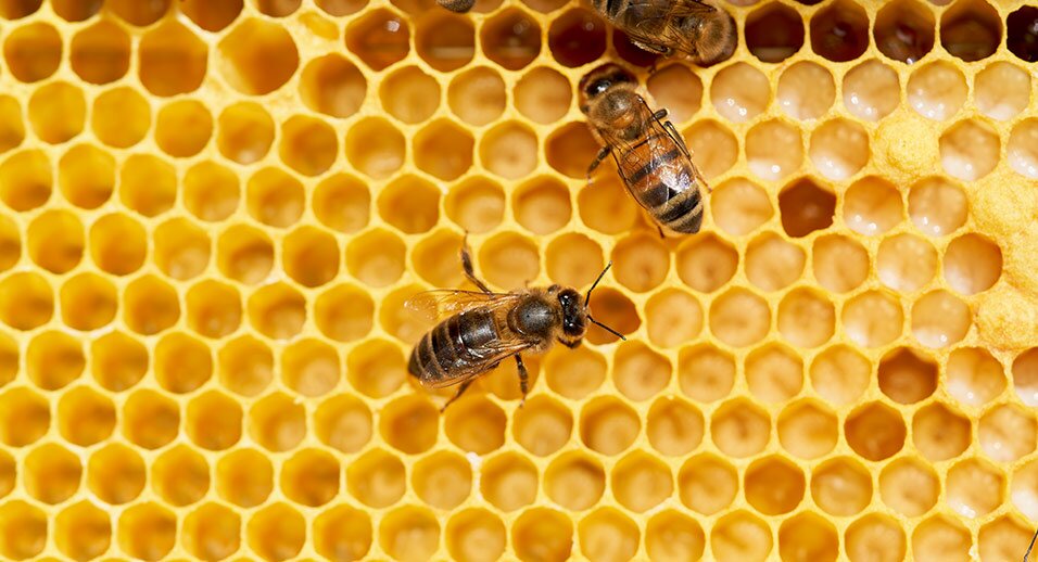 Bees walking in a beehive