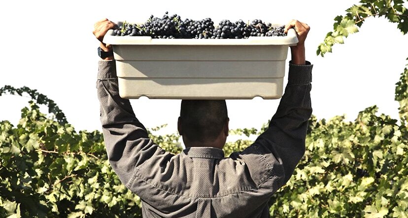 worker holding produce basket above head in field