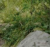 Wilderness