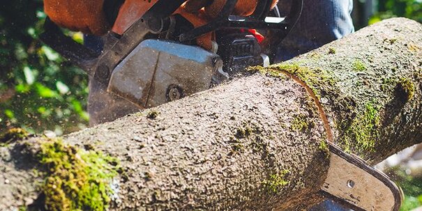 A chainsaw is cutting a log of timber.