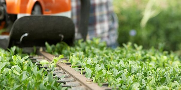 A trimmer is being used to trim a bush.