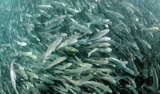 A close-up of a school of mullet fish