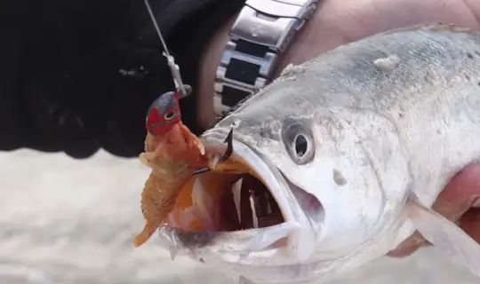 Close-up of a fish with a soft bait jig in its mouth