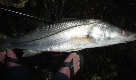 Close-up of a snook laying on the ground at night