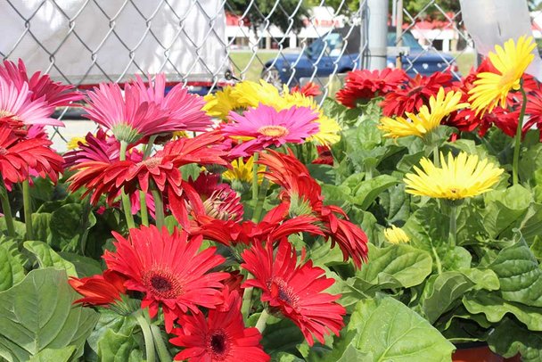 Red and Yellow Daisies