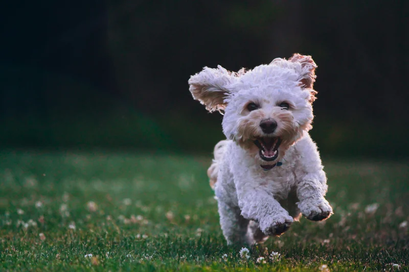 Happy pets