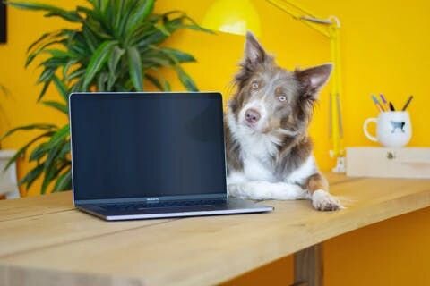 Dog with computer