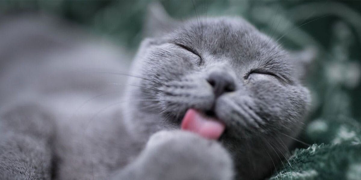A photo of a cat licking its paw