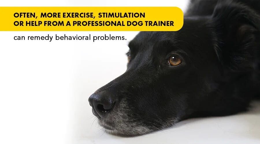 Often, more exercise, stimulation or help from a professional dog trainer can remedy behavioral problems.