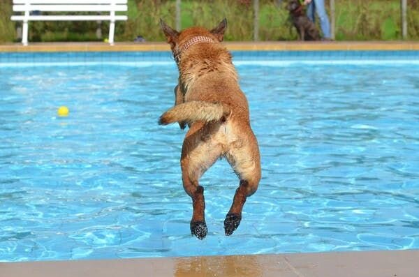 Dog jump into the water
