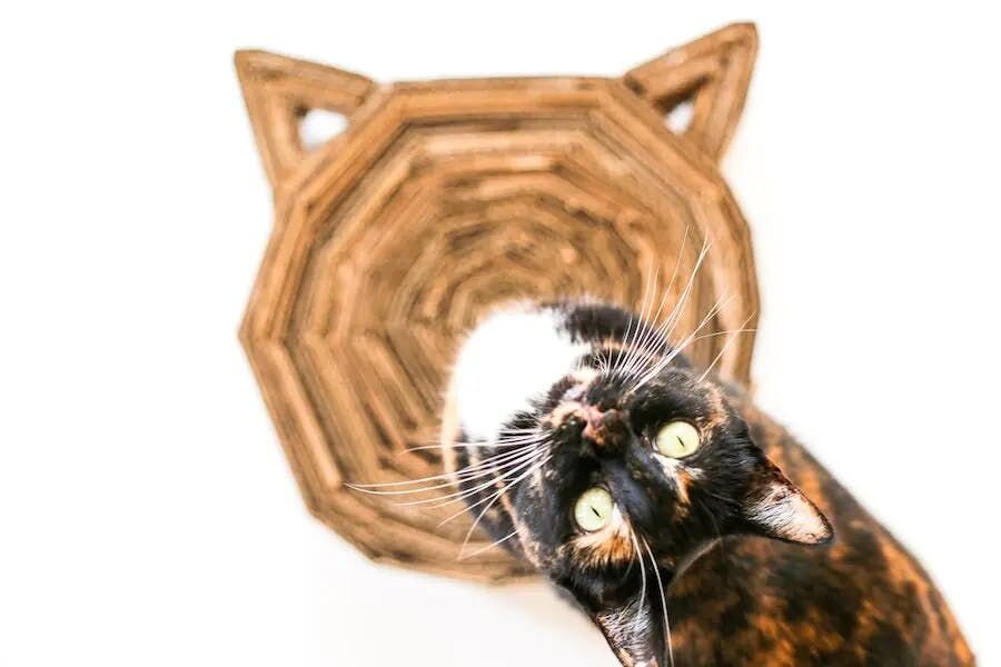 For all of the feline furbabies, you can recycle cardboard boxes to make a cat scratching pad! This fun toy will enrich the lives of shelter cats w...