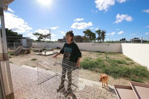 島から出られない犬猫たちが増え続けるというのは、島内での解決が難しくなってくるので、根本からの解決に重きを置いていこうという思いに至り、2019年から島外の避妊・去勢の経験値の高い獣医さんに協力してもらって動き始めました。圧倒的な犬猫たちの収容数に対するお世話に必死だったので、シェルター運営か...